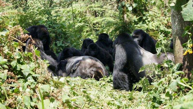 A group of Grauer’s gorillas around the body of a male gorilla encountered in the forest of Kahuzi-Biega National Park.
